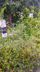 Aeschynomene americana