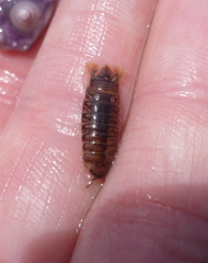 Cirolana harfordi