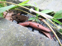 Ypthima multistriata