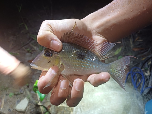 Oyapock-aardeter (Geophagus camopiensis) — Cichlidae