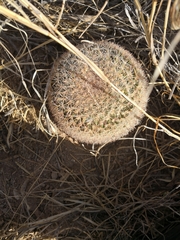 Mammillaria grusonii