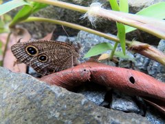 Ypthima multistriata