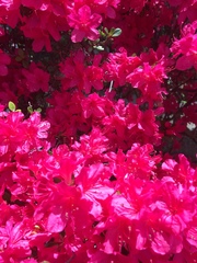Rhododendron