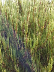 Dracophyllum acerosum