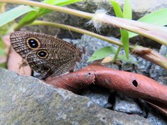 Ypthima multistriata