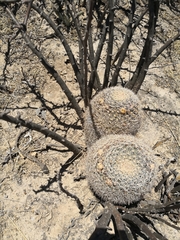 Mammillaria grusonii