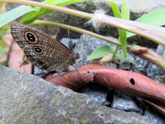 Ypthima multistriata