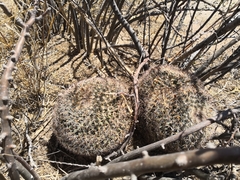 Mammillaria grusonii