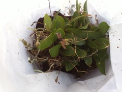 Stelis ornata