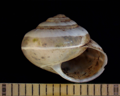 Praticolella griseola