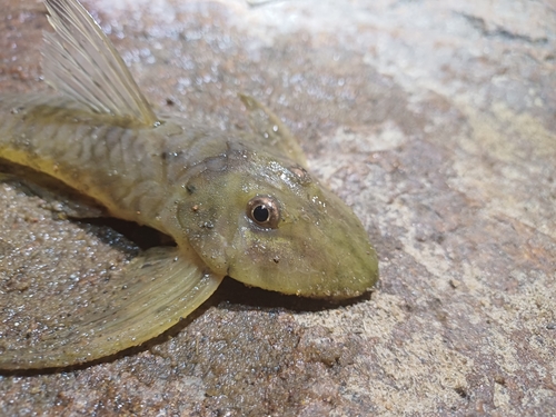 Fowler's whiptail catfish (Harttia fowleri) — Loricariidae — 2