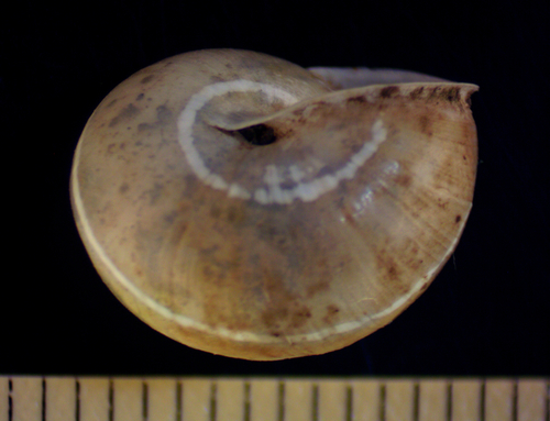 Vagrant Scrubsnail