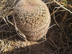 Mammillaria grusonii