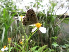 Ypthima multistriata