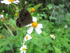 Ypthima multistriata