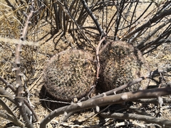 Mammillaria grusonii