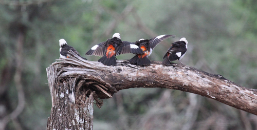 White-headed Buffalo-Weaver