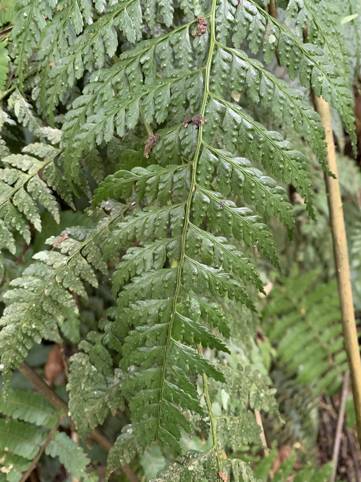 Saccoloma inaequale