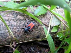 Clinterocera davidis