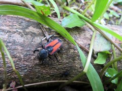 Clinterocera davidis