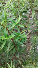 Veronica strictissima