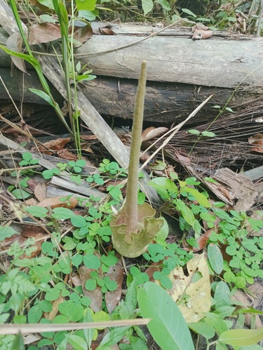 Amorphophallus zenkeri