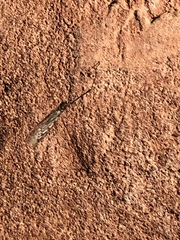 Insecta