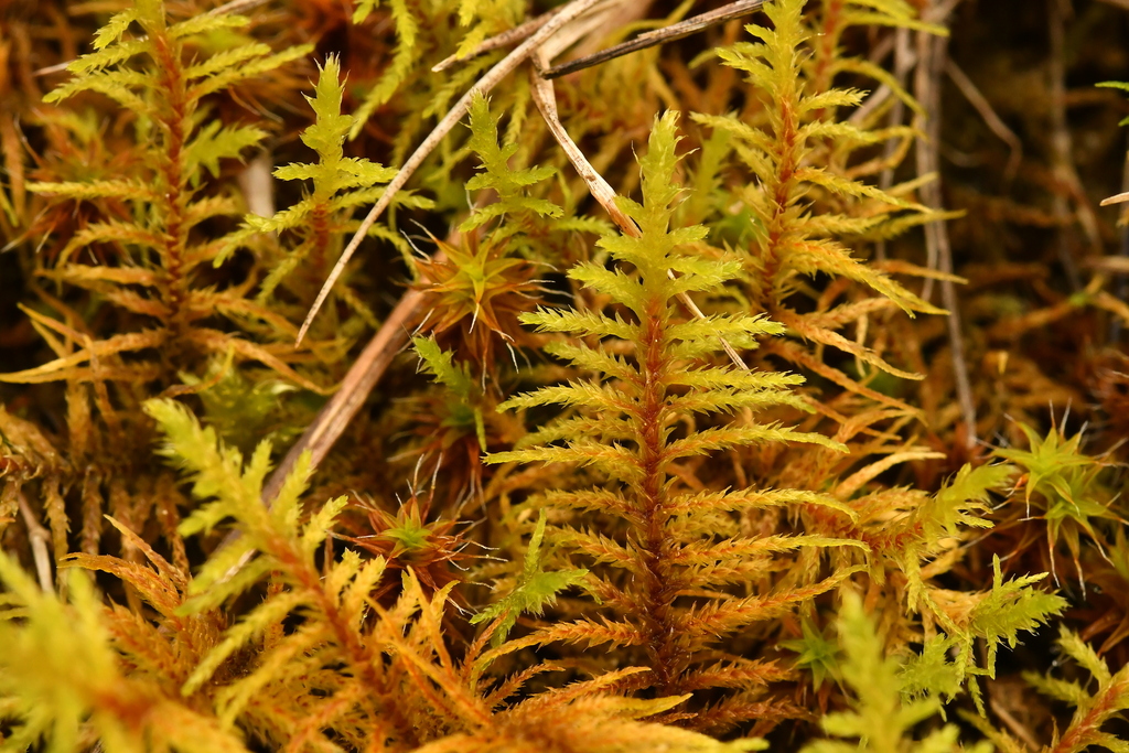 Fir Tamarisk-moss from 60300 Aumont-en-Halatte, France on April 7, 2024 ...