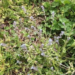 Myosotis stricta