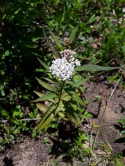 Asclepias perennis image