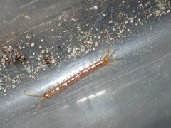 Pokabius disantus