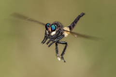 Promachus painteri