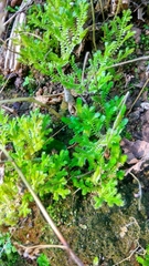Selaginella ciliaris