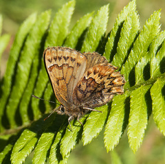 Callophrys eryphon