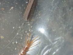 Pokabius disantus