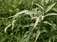 Persicaria lapathifolia lanata