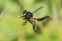 Promachus painteri