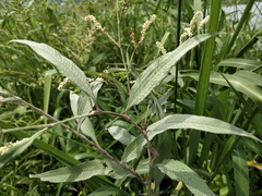 Persicaria lapathifolia lanata