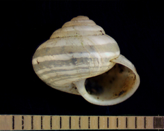 Praticolella taeniata