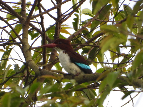 (c) François Sandrin, some rights reserved (CC BY-NC), uploaded by François Sandrin iNaturalist image