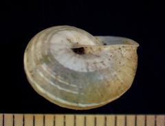 Praticolella taeniata