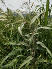 Persicaria lapathifolia lanata