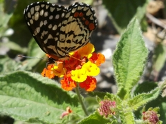 Chlosyne melitaeoides