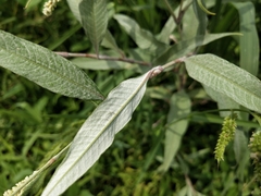 Persicaria lapathifolia lanata