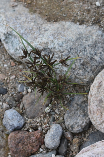 Cyperus flavidus iNat (1)