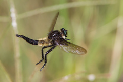 Promachus painteri