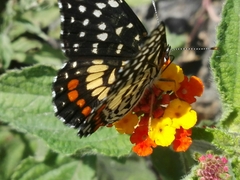 Chlosyne melitaeoides