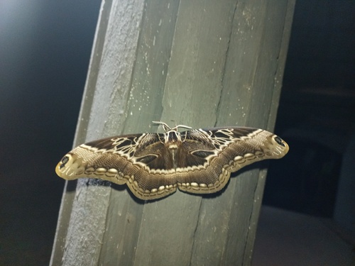 Dactyloceras lucina