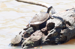 Graptemys sabinensis