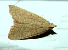Hypsopygia albidalis